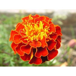 Marigold Aurora Red seed - Tagetes patula nana fl. pl. - 350 biji - Tagetes patula L.