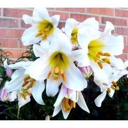 Liliom - Regale - Lilium