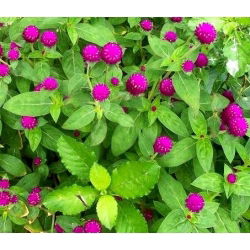 Globe Amaranth seeds - Gomphrena globosa - 60 seeds