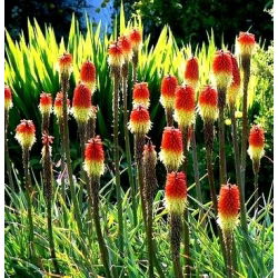 Ķekaru knifofija - Red Hot Poker - Kniphofia
