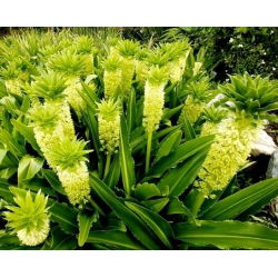 Eucomis Autumnalis - 2 lampu