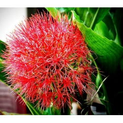 Haemanthus Multiflorus