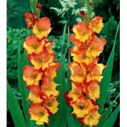 Gladiool Princess Margaret Rose - pakend 5 tk - Gladiolus Princess Margaret Rose