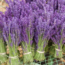 Hạt giống hoa oải hương - Lavandula angustifolia - 200 hạt - Lavendula vera