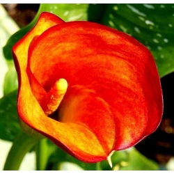 Calas, Alcatraces, Cartuchos - Naranja - Zantedeschia
