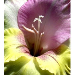 Gladiool Mon Amour - pakend 5 tk - Gladiolus Mon Amour