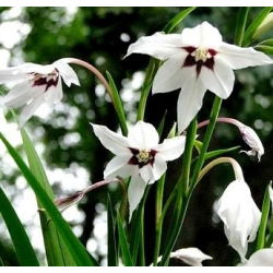 Acidanthera Murielae - 20 květinové cibule - Acidanthera  Murielae