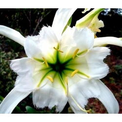 Ismene, perujski narcis Festalis - čebulica / gomolj / koren