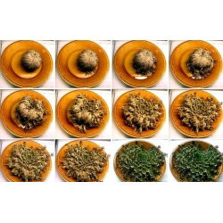 Плаунок - Rose of Jericho - Selaginélla