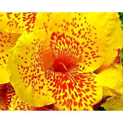 Canna En avant  - 洋葱/块茎/根