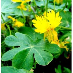 Canary Creeper, Canary Bird Vine seemned - Tropaeolum peregrinum - 22 seemnet