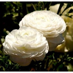 Vėdrynas - baltas - pakuotėje yra 10 vnt - Ranunculus