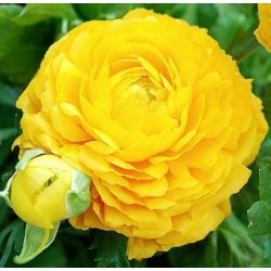Ranunkelsläktet - gul - paket med 10 stycken - Ranunculus