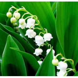 Convalaria, Lirio de los valles - blanco - Convallaria majalis