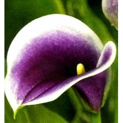 Calas, Alcatraces, Cartuchos - Picasso - Zantedeschia
