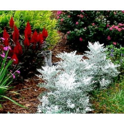 Dusty Miller zaden - Cineraria maritima - 380 zaden - Cineraria maritima, syn. Senecio maritima.
