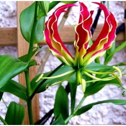 Gloriosa