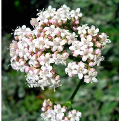 Valeriana - Valeriana officinalis - Alivia el estrés, complemento perfecto para el jardín - Semillas frescas
