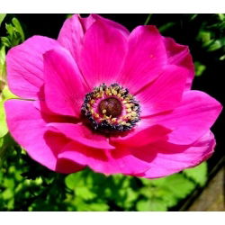 Sippsläktet - Sylphide - paket med 8 stycken - Anemone