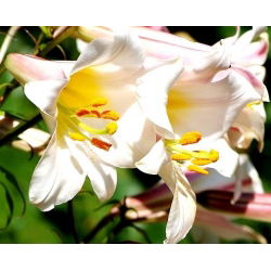Liliom - Regale - Lilium