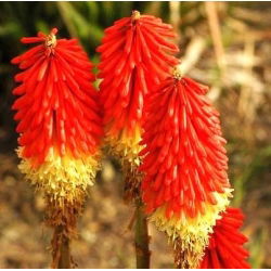 Kniphofia, Red Hot Poker, Tritoma Red-Yellow - луковица / грудка / корен