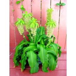 Eucomis Autumnalis - 2 lampu