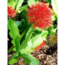 Haemanthus Multiflorus