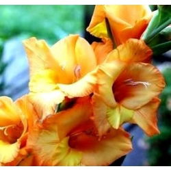 Gladiool Princess Margaret Rose - pakend 5 tk - Gladiolus Princess Margaret Rose