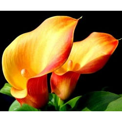 Calas, Alcatraces, Cartuchos - Naranja - Zantedeschia