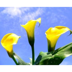 Calas, Alcatraces, Cartuchos - Cream - Zantedeschia