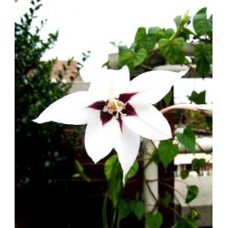 Acidanthera Murielae - 20 květinové cibule - Acidanthera  Murielae