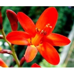 Crocosmia, Montbretia Mix - 10 kvetinové cibule