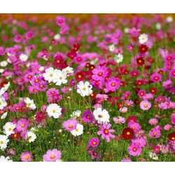 Cosmos sementes misturadas - Cosmos bipinnatus - 150 sementes