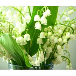 Convalaria, Lirio de los valles - blanco - Convallaria majalis