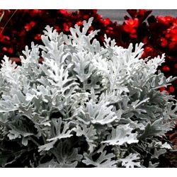 Dusty Miller zaden - Cineraria maritima - 380 zaden - Cineraria maritima, syn. Senecio maritima.