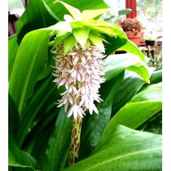 Eucomis Autumnalis - 2 lampu