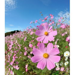 Cosmos sementes misturadas - Cosmos bipinnatus - 150 sementes