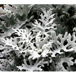 Dusty Miller zaden - Cineraria maritima - 380 zaden - Cineraria maritima, syn. Senecio maritima.