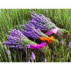 Hạt giống hoa oải hương - Lavandula angustifolia - 200 hạt - Lavendula vera