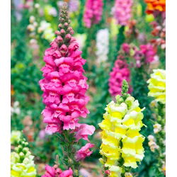 Snapdragon, hạt Snapdragon thông thường - Antirrhinum majus - 3500 hạt - Antirrhinum majus maximum