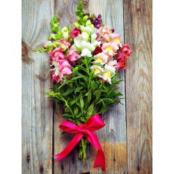 Snapdragon, hạt Snapdragon thông thường - Antirrhinum majus - 3500 hạt - Antirrhinum majus maximum