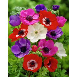 Sippsläktet - mix - paket med 8 stycken - Anemone