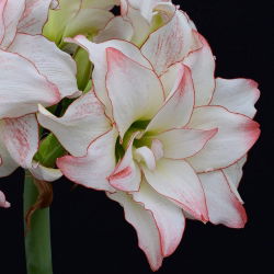 Hipeastrum Afrodit - Amarylis - Afrodit - ampul / yumru / kök - Hippeastrum