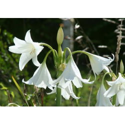 Crinum album, Hakenlilie, Freilandamaryllis