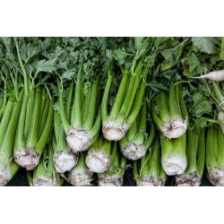 Biji Saderi Nugget - Apium graveolens - 360 biji - benih