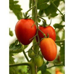 Tomato Kmicic seeds - Lycopersicon esculentum - 500 seeds