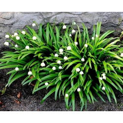 Leucojum aestivum – Sommer-Knotenblume - 5 Zwiebeln
