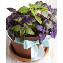 Hạt húng quế - Ocimum basilicum - 325 hạt