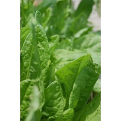 Семе кукуруза - Румек ацетоса - 1600 семена - Rumex acetosa