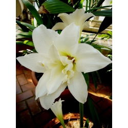 Hippeastrum Jewel - ampul / yumru / kök